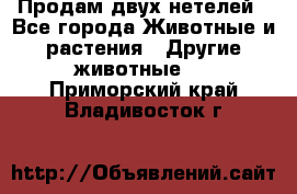 Продам двух нетелей - Все города Животные и растения » Другие животные   . Приморский край,Владивосток г.